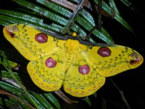 ハグルマヤママユ