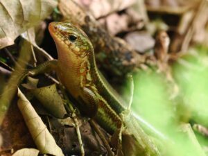 キシノウエトカゲ