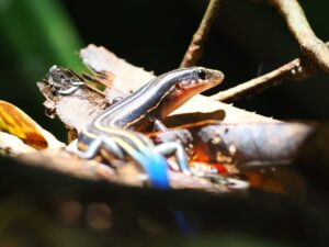 イシガキトカゲ