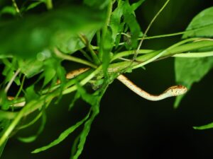 イワサキセダカヘビ