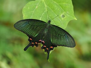 ヤエヤマカラスアゲハ