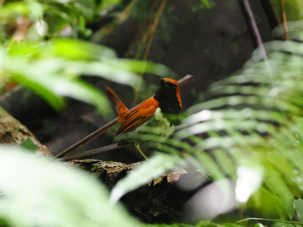 Okinawa Robin