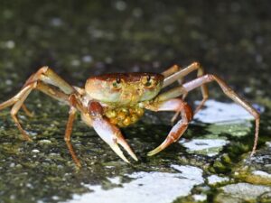 ヒメユリサワガニ