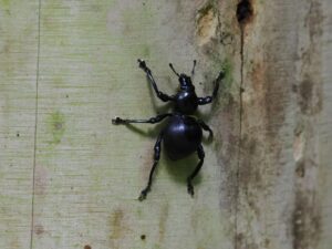 クロカダゾウムシ