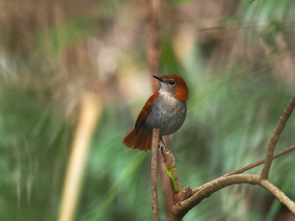 沖繩歌鴝 (Larvivora namiyei) Jan 14, 2026 雌鳥 國頭村
