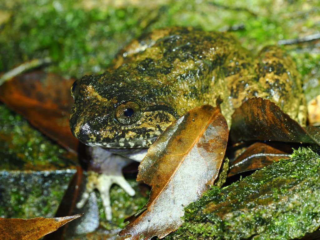 波江大頭蛙 (Limnonectes namiyei) Feb 25, 2026 雌蛙成體 