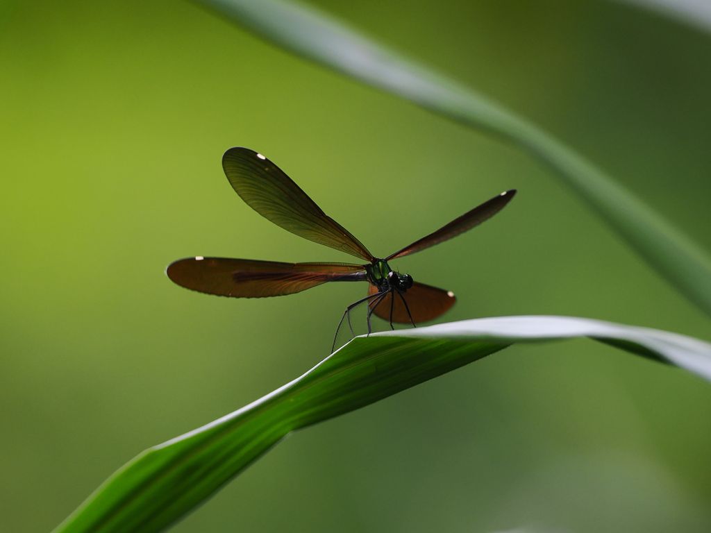 Ryukyu Matrona damselfly (Matrona japonica) Apr 11, 2026 female Kunigami
