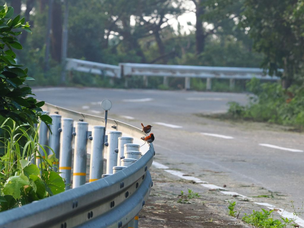 Okinawa robin (Larvivora namiyei) Jun 3, 2026 male robin and possibly a juvenile perched on a guardrail
