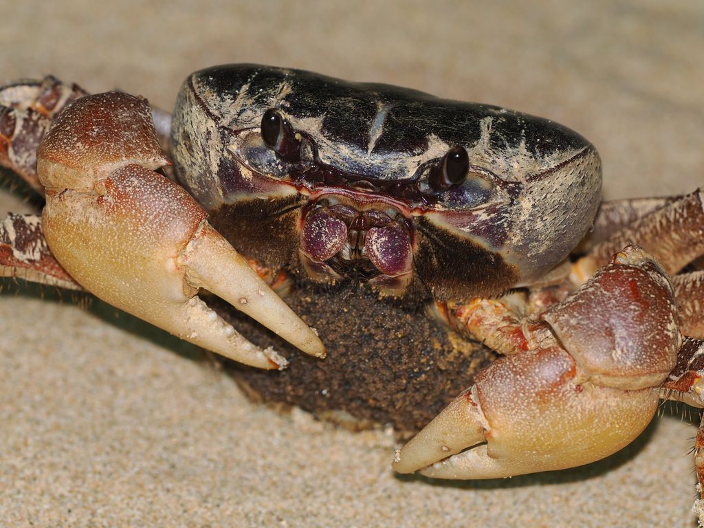 オカガニ (Tuerkayana hirtipes) Jul 29, 2026 国頭村 海岸で幼生を放す母蟹 (旧暦6月16日)