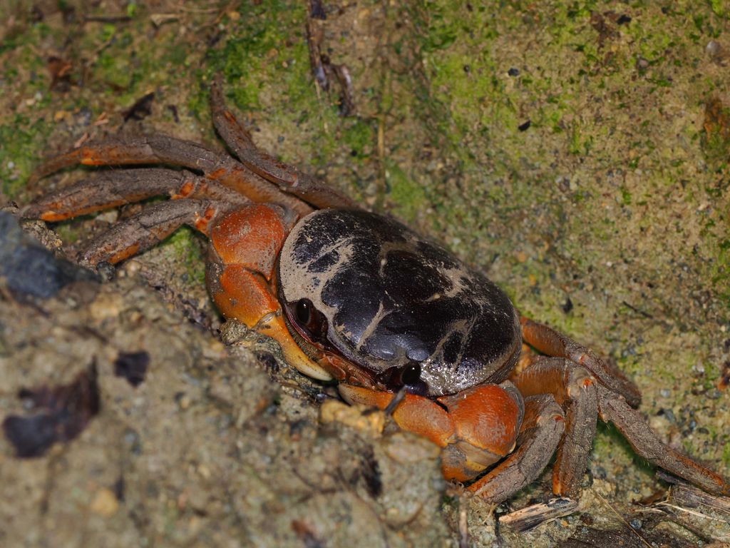 オカガニ (Tuerkayana hirtipes) Sep 12, 2026 海岸林で見られる幼蟹 国頭村