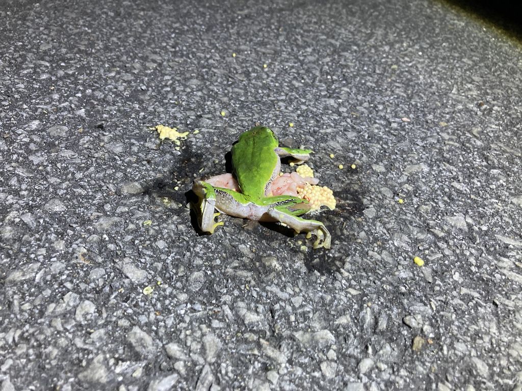オキナワアオガエル (Zhangixalus viridis) 2023/2/18 道路上のオキナワアオガエルのロードキル 国頭村