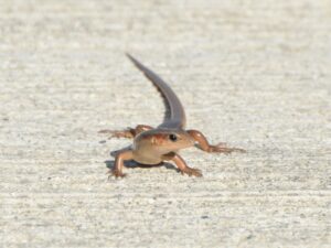 オオシマトカゲ