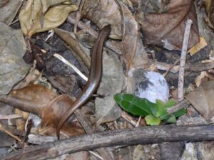 オキナワヒメトカゲ