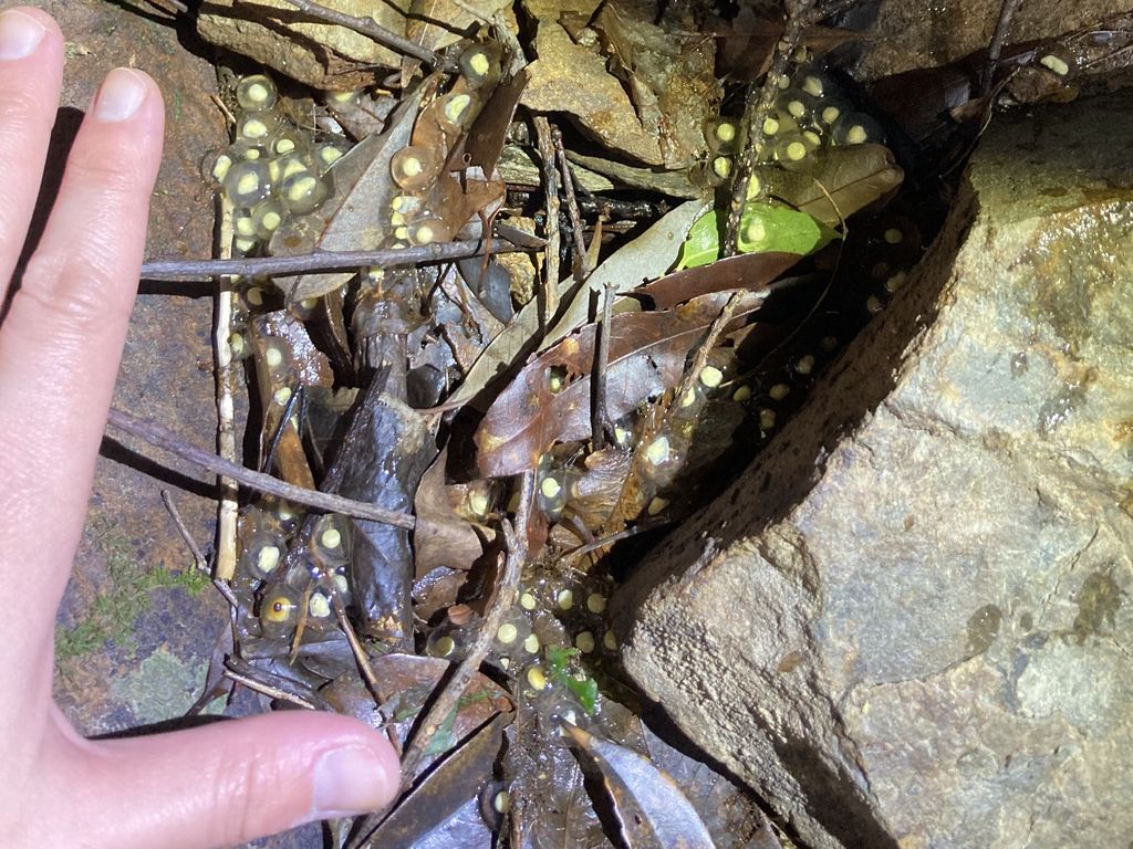 Okinawa Isikawa's frog (Odorrana ishikawae) Dec 31, 2023 Scattered eggs on the ground. These frogs usually spawn in shallow water; this may be due to a female being preyed upon, leaving the eggs scattered.
