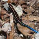 Lizards