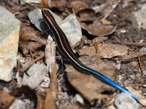 バーバートカゲ