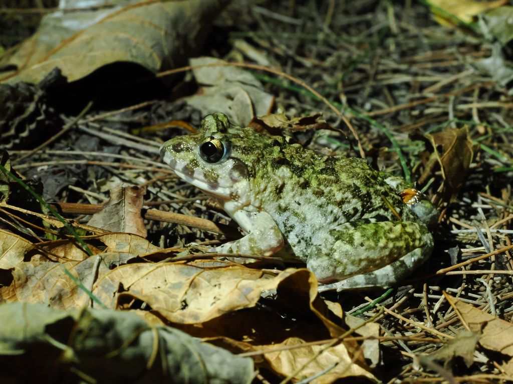 ヌマガエル