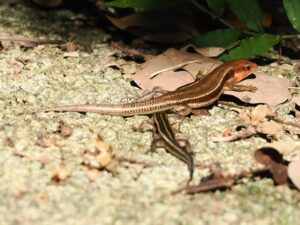 オキナワトカゲ