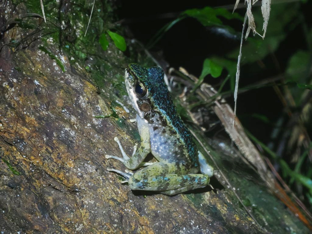 Sep 30, 2025 Odorrana narina 國頭村溪流旁石頭上的一隻藍色沖繩臭蛙