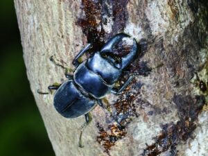 オキナワヒラタクワガタ