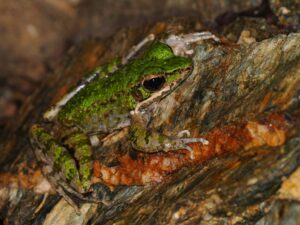 ハナサキガエル