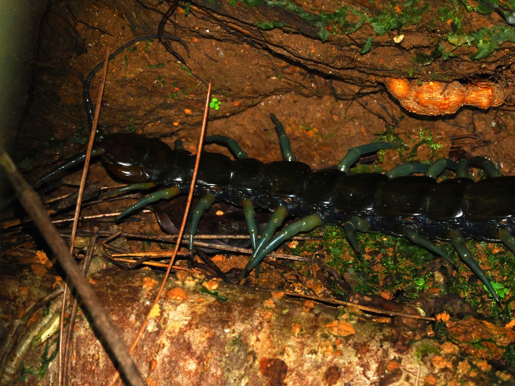 Nov 6, 2025 國頭村 森林底層的琉神蜈蚣 (Scolopendra alcyona)，綠色的步足非常美麗