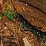 ムカデ・ヤスデ類