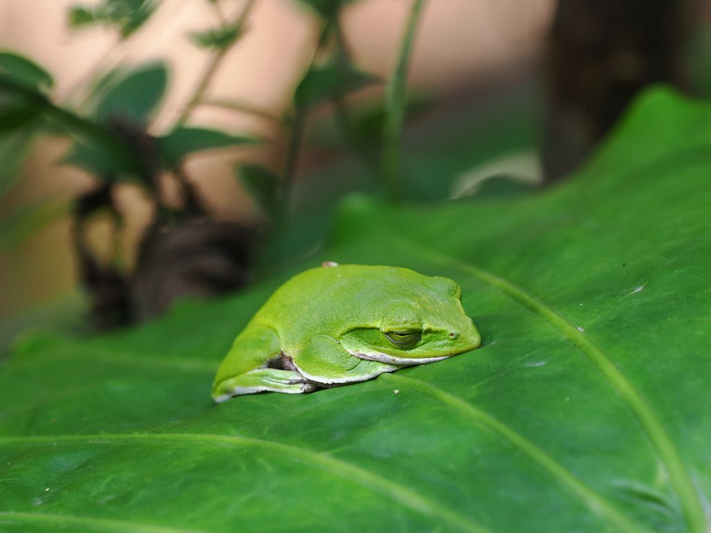 オキナワアオガエル (Zhangixalus viridis) 2026/2/12 クワズイモの葉の上で寝ているオキナワアオガエル、昼間に眠っている姿はあまり見られない 国頭村