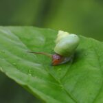 蝸牛・蛞蝓