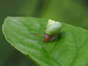 青山蝸牛