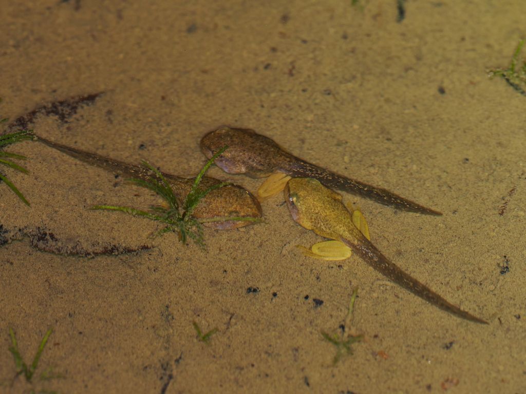 オキナワアオガエル (Zhangixalus viridis) 2026/5/14 発育段階の異なるオタマジャクシ、オタマジャクシは後期になると体色が徐々に緑になる 国頭村