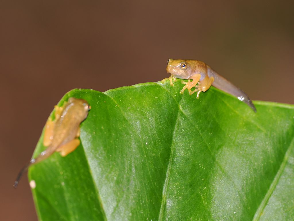 オキナワアオガエル (Zhangixalus viridis) 2026/5/15 オタマジャクシから変態して陸に上がった幼体 国頭村