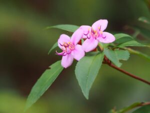 Okinawa Bredia