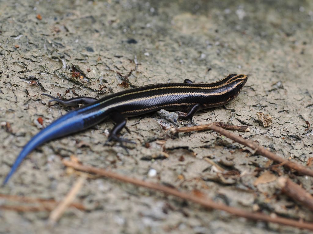 巴氏石龍子 (Plestiodon barbouri) Jul 19, 2026 背上有金線的成體,但尾巴曾斷過又再生 奄美大島