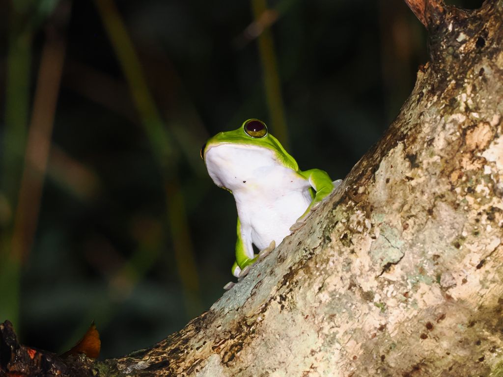 オキナワアオガエル (Zhangixalus viridis) 2026/9/13 白いお腹が目立つ 樹枝の高いところにいるメスのカエル