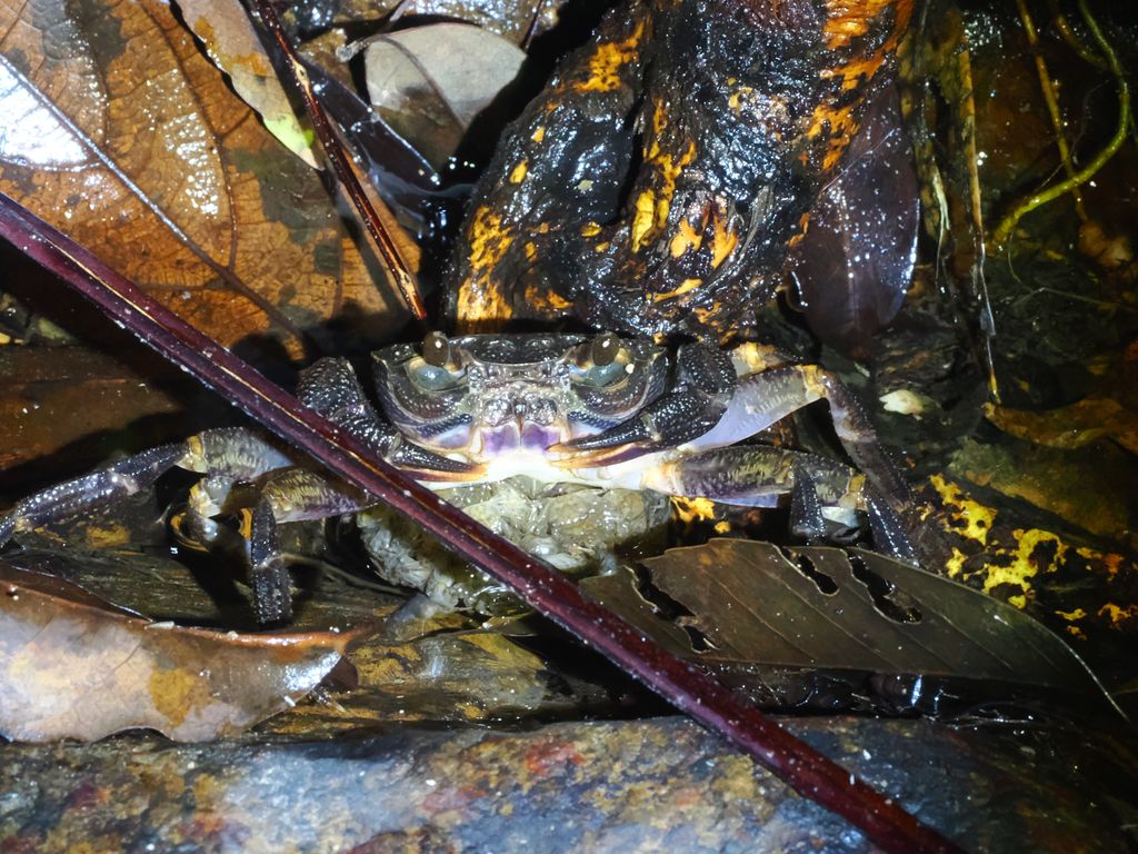 沖繩明溪蟹 (Candidiopotamon okinawense) Oct 17, 2025 抱幼的個體 國頭村