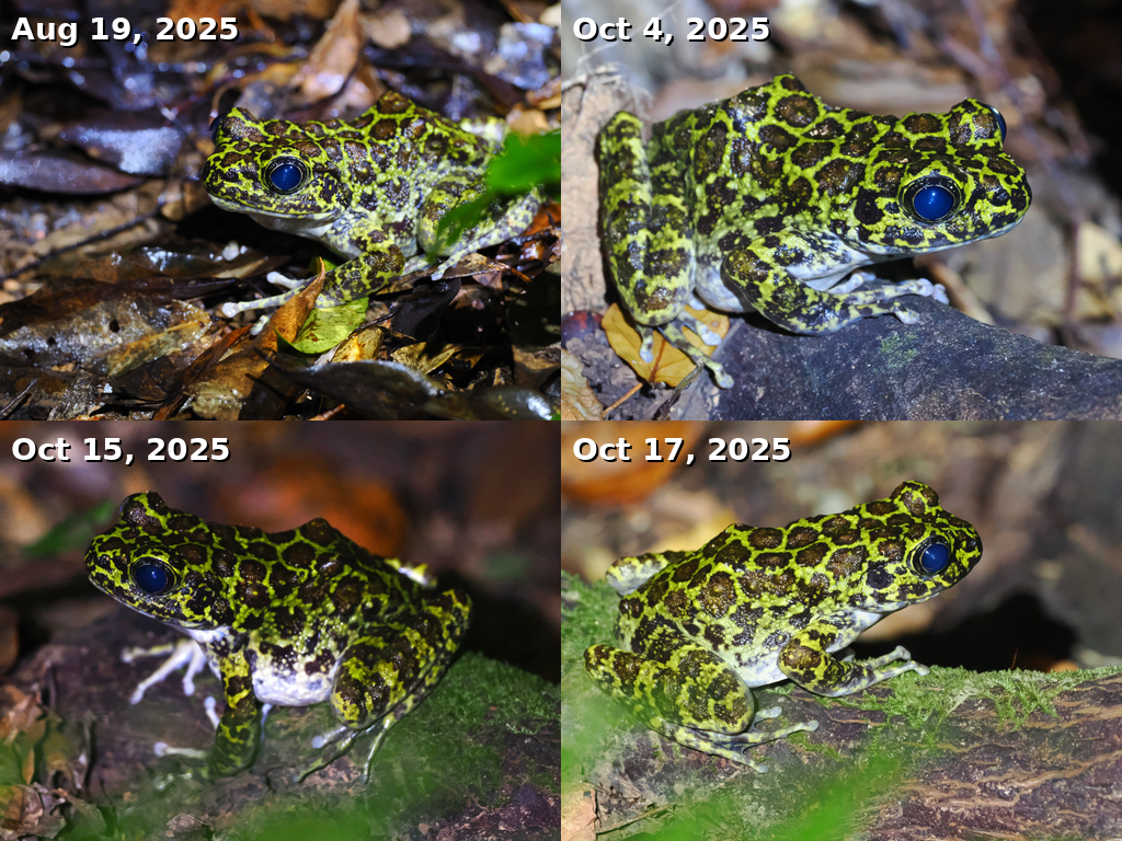 Okinawa Ishikawa's frog (Odorrana ishikawae) 2025 The same individual seen by the trail at the observation site; I wonder if it will return in 2026