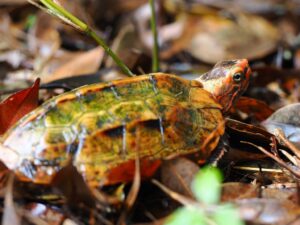 琉球地龜
