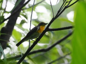 リュウキュウキビタキ