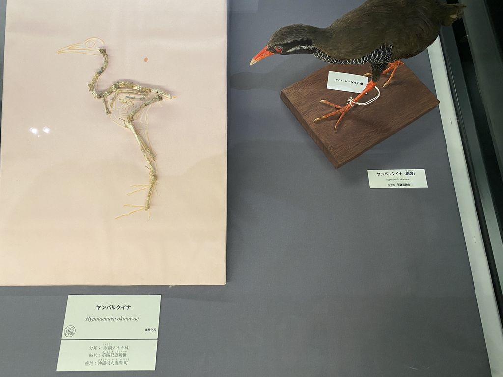 Okinawa rail (Gallirallus okinawae) fossil (left) and mounted specimen (right) displayed in a museum; fossil locality Yaese Town, Okinawa Prefecture; Quaternary Pleistocene