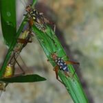 バッタ・コオロギ類