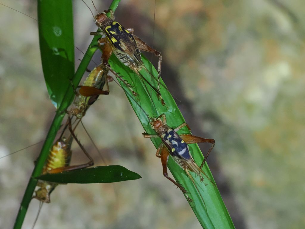 キマダラマツムシ