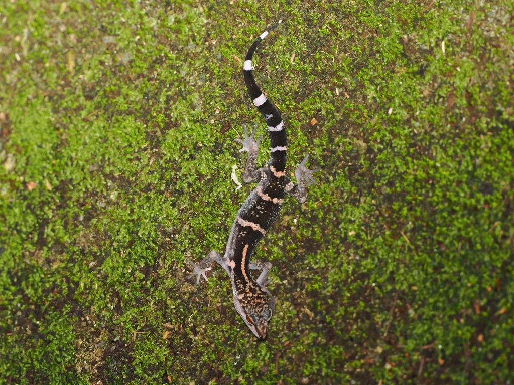 Yambaru ground gecko (Goniurosaurus nebulozonatus) Northern Okinawajima Yambaru ground gecko