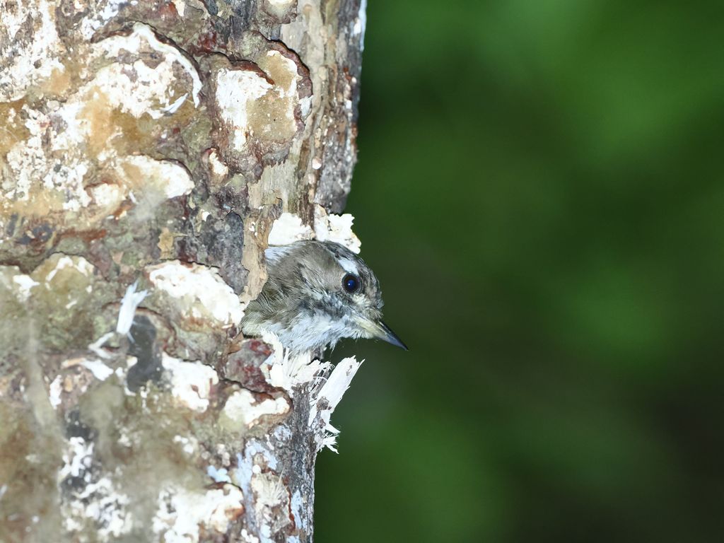 Japanese pygmy woodpecker (Yungipicus kizuki) Aug 3, 2026 Woodpecker in a tree hole Kunigami