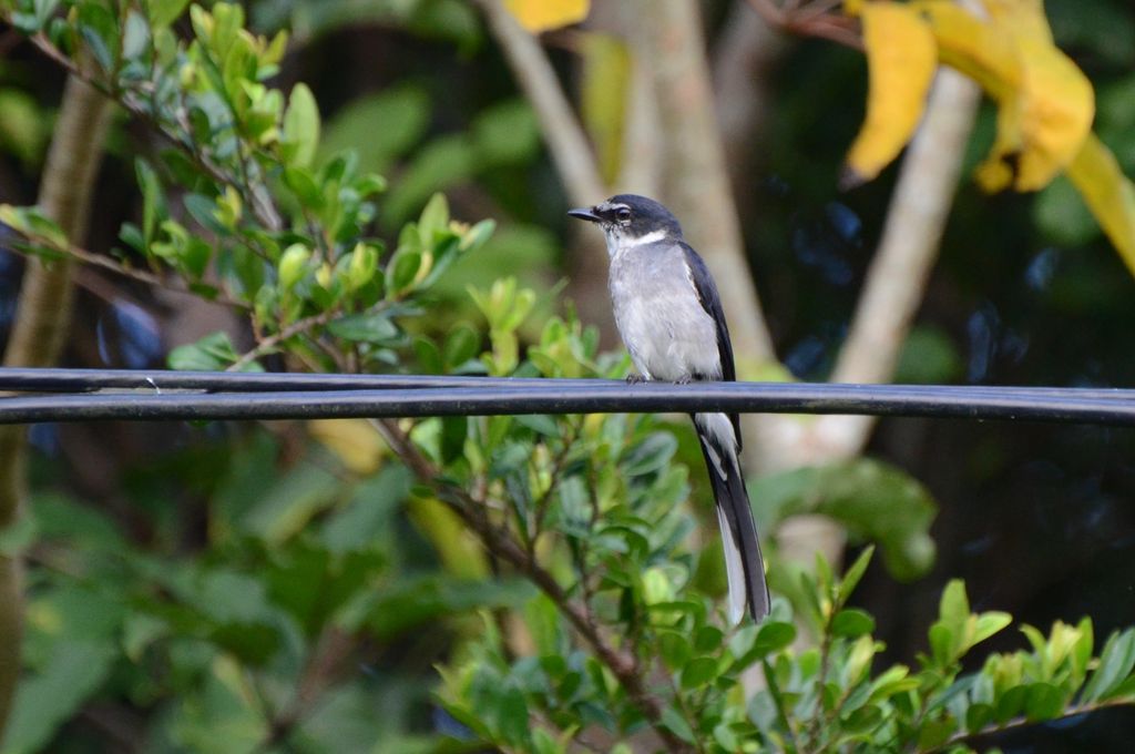 琉球山椒鳥 / Ryukyu minivet / リュウキュウサンショウクイ (Pericrocotus tegimae)