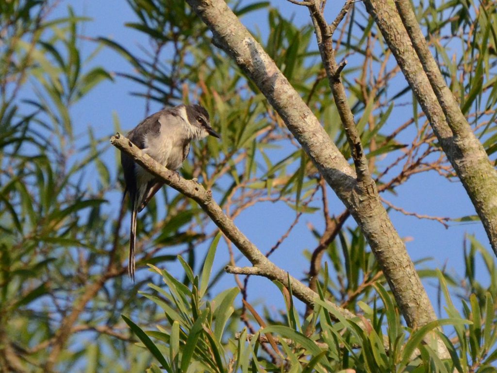 Ryukyu minivet (Pericrocotus tegimae) Jun 7, 2023 female Kunigami