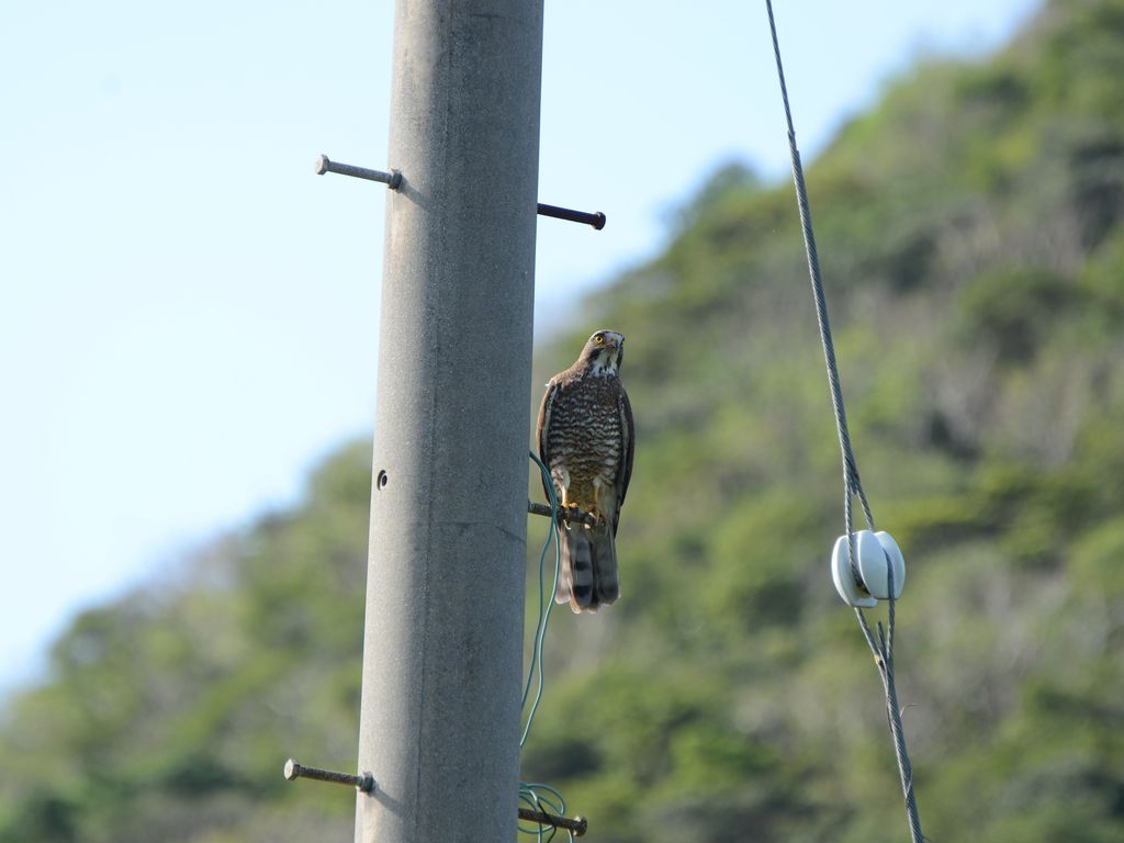 灰面鵟鷹 (Butastur indicus) Feb 29, 2024 灰面鵟鷹經常停在電線杆上 國頭村