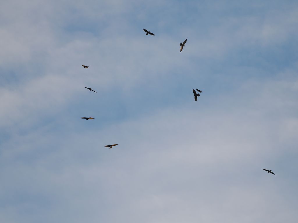 灰面鵟鷹 (Butastur indicus) Oct 14, 2024 繼續往南遷徙的灰面鵟鷹,沿著上升氣流形成鷹柱 石垣島