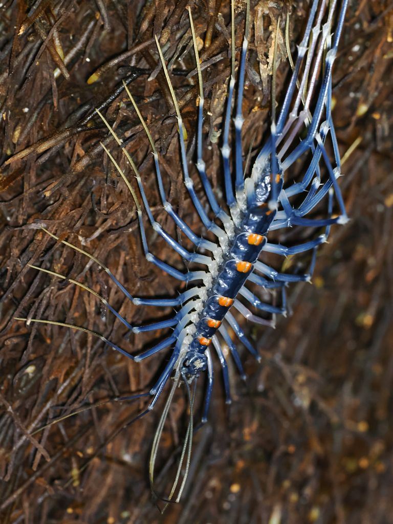 Giant house centipede (Thereuopoda clunifera) Oct 15, 2024 Possibly freshly molted, appearing bluish individual Ishigaki