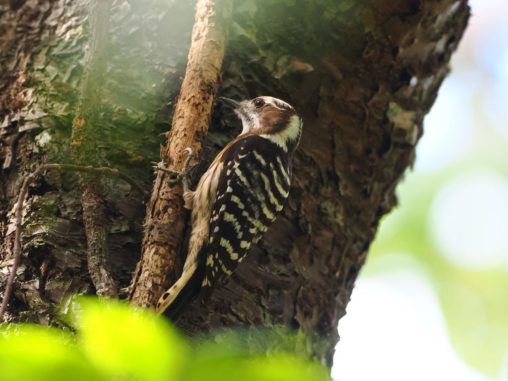 小星頭啄木鳥 / Japanese pygmy woodpecker / コゲラ (Yungipicus kizuki)